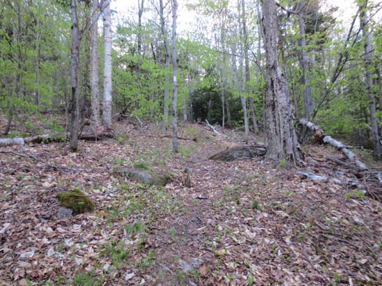 The Skyland Trail to Brown Mountain