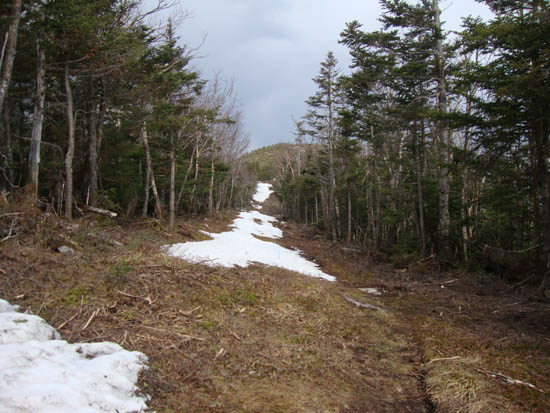 Looking up the Taft Trail