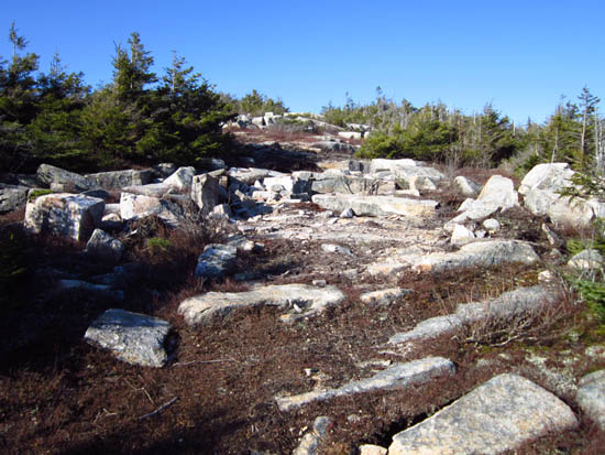 Looking up the Taft Trail