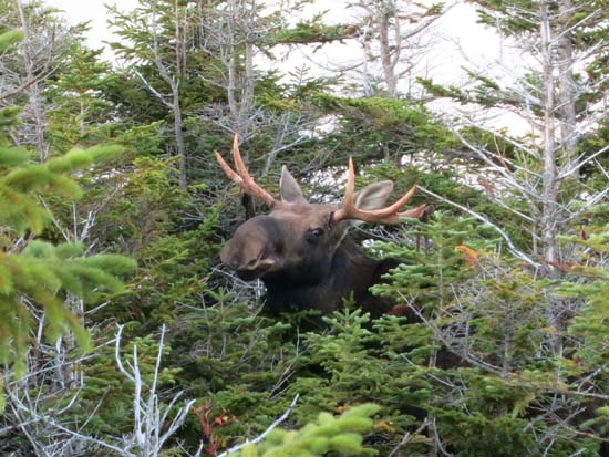 A refugee between the peaks on the Mittersill-Cannon Trail