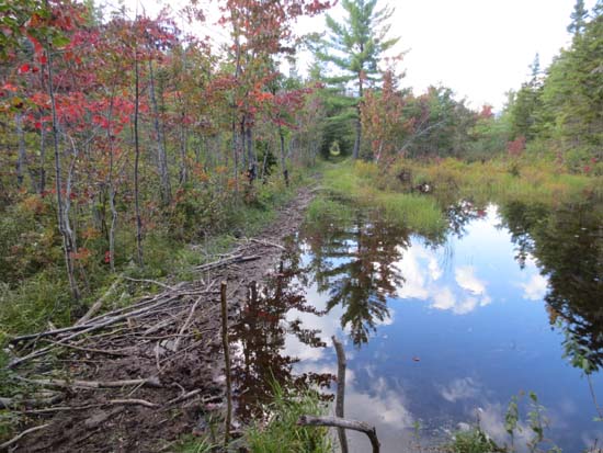 The Sawyer River Trail