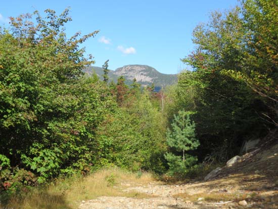 Looking at the Captain on the old logging road