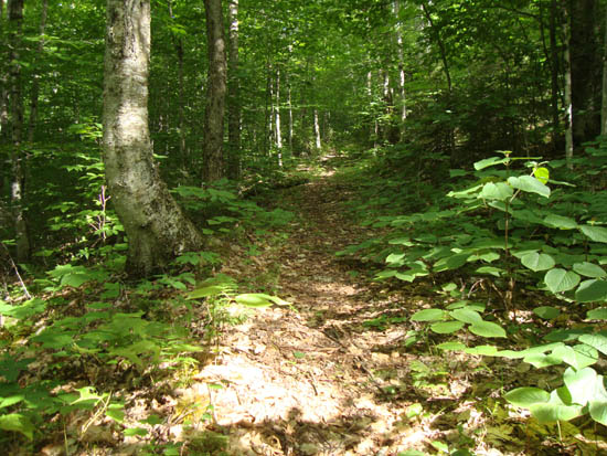 Looking up the Carr Mountain Trail