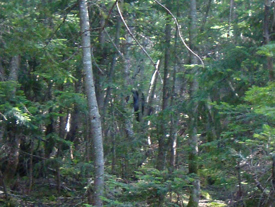 Following a moose up the Carr Mountain Trail