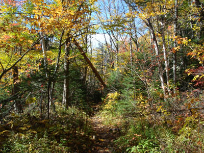 Looking down the Nineteen Mile Brook Trail