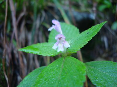 A small wildflower on the side of the Carter Moriah Trail