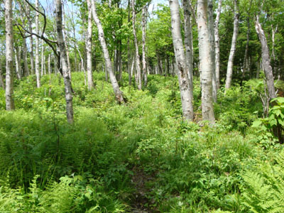 Looking up Rainbow Trail