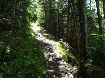 The Carter Dome Trail to Carter Dome