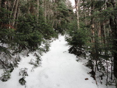Looking up the Carter Dome Trail