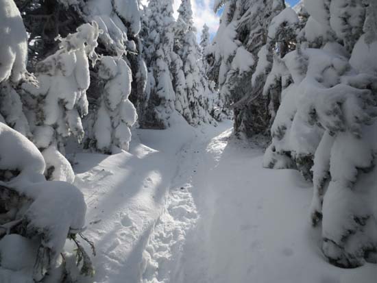 The Carter Dome Trail between South Carter and Carter Dome