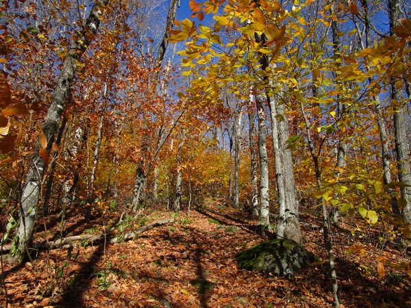 The Rainbow Trail on the way to Carter Dome