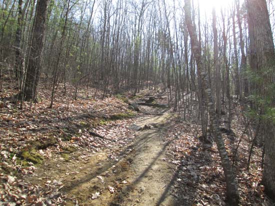 Looking up the Catamount Trail