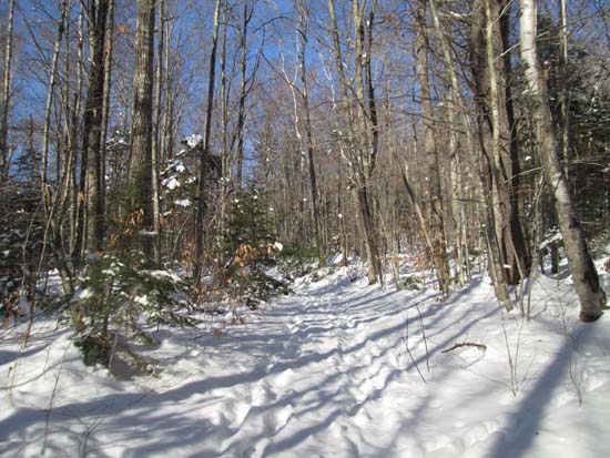 The Brown Ash Swamp Trail