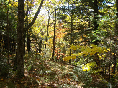 In the woods heading toward Copple Crown