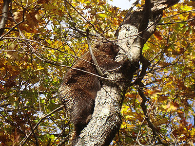 A porcupine near the summit of Moose Mountain