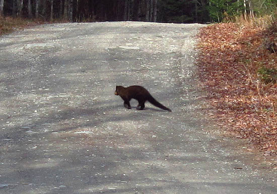 A critter crossing Dead Diamond Road