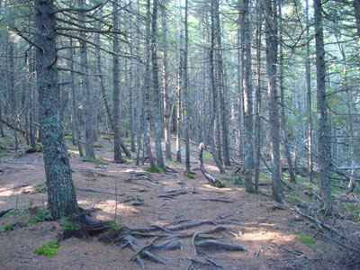 The Welch-Dickey Loop Trail between Welch Mountain and Dickey Mountain
