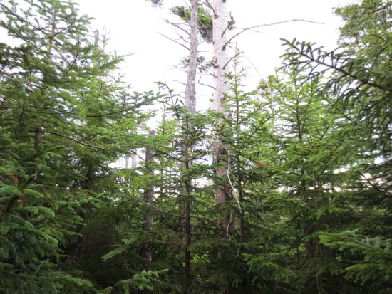 A lack of views on Duck Pond Mountain - Click to enlarge