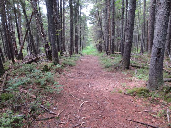 The Shoal Pond Trail