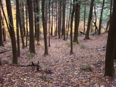 The Scarboro Ridge Trail between Prospect Mountain and Durgin Hill