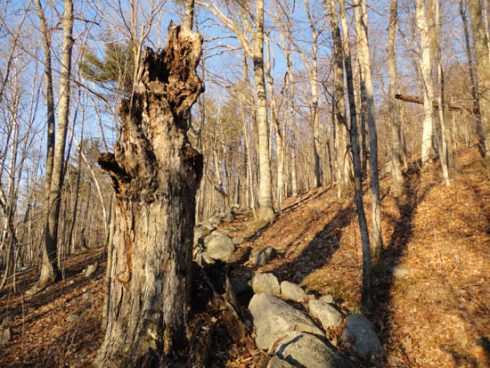 The Teedie Trail