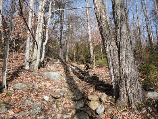 Looking up the Doublehead Trail