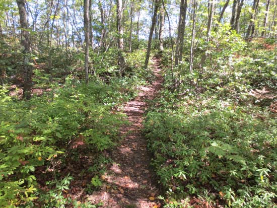 The Ann Stokes Loop near the summit of East Hill