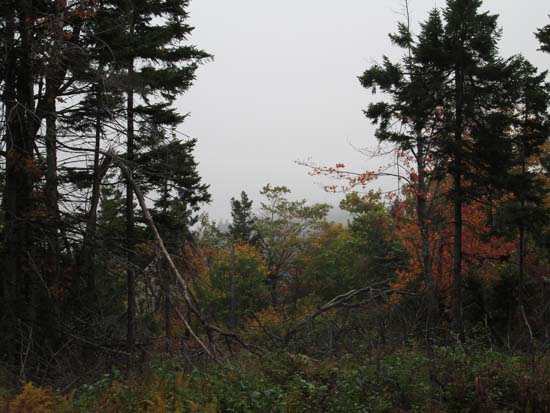 The woods near East Quarry Mountain