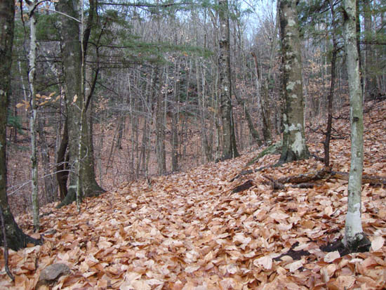 Looking up the Butterworth Trail