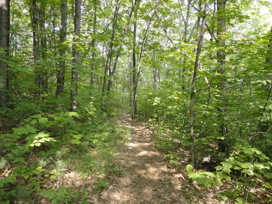The Ridge Trail to East Rattlesnake