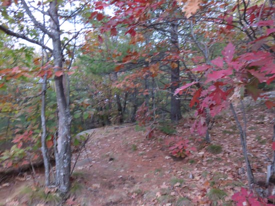 Up on the ridge near the viewpoint