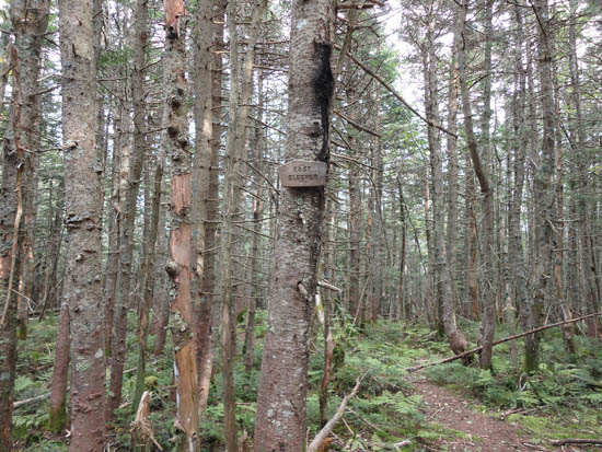 360 degree views of trees on East Sleeper - Click to enlarge