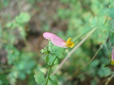 Pale Corydalis along the Blueberry Ledge Cutoff trail
