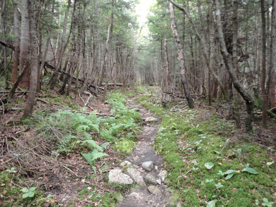 The Kate Sleeper Trail to East Sleeper