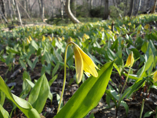 Trout lily on the Manning Trail