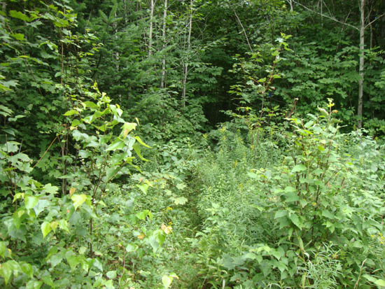 The beginning of the trail to Fisher Mountain at the end of FR 23D