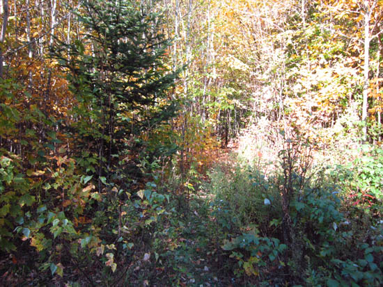 The beginning of the trail to Fisher Mountain at the end of FR 23D