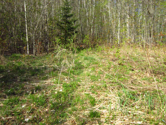 The beginning of the trail to Fisher Mountain at the end of FR 23D