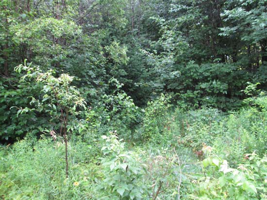 The beginning of the trail to Fisher Mountain at the end of FR 23D