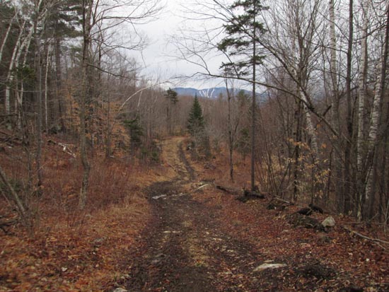Looking down the access road