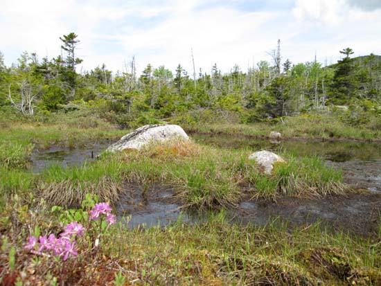 A tarn between Dickey Mountain and Foss Mountain