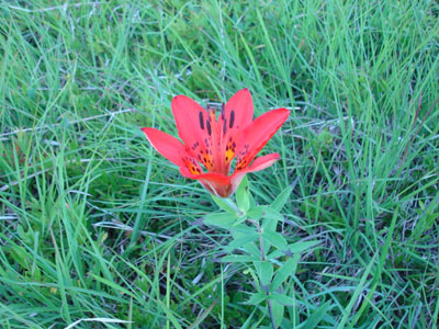 A wood lilly on the edge of one of the blueberry fields