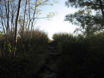 Looking up the Foss Mountain Trail