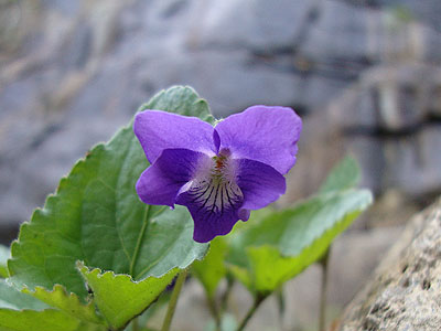 A wildflower along the Frankenstein Cliff Trail