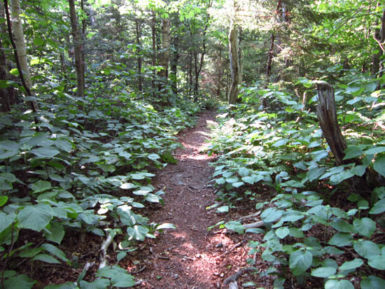 The Arethusa-Ripley Falls Trail