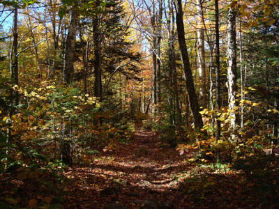 The Gale River Trail later in the day