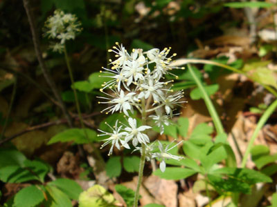 Wildflowers on the Gale River Trail