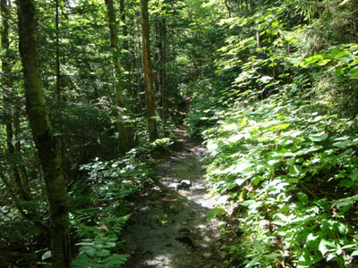 The Gale River Trail