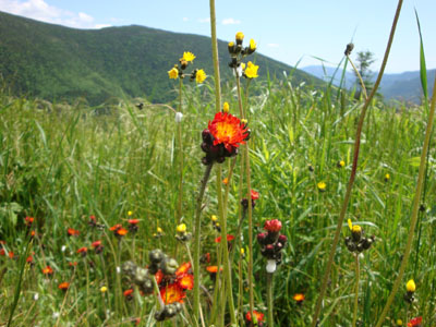 Wildflowers near the Galehead hut