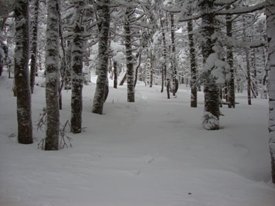 The drifted Frost Trail on the way to Galehead Mountain